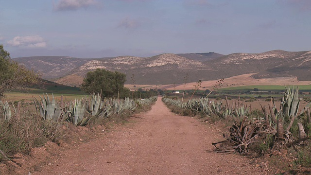 西班牙安达卢西亚圣何塞Cabo de Gata自然公园附近的土路，两旁长满仙人掌视频素材