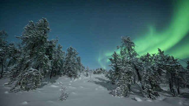 寒冷冬夜的极光与霜冻的树木/加拿大西北地区耶洛奈夫视频下载