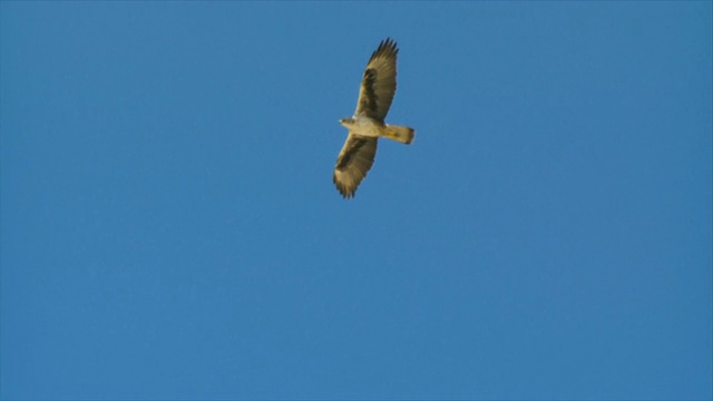 MS TS以色列内盖夫沙漠Sde Boker山坡上飞翔的博内利鹰(Aquila fasciata)视频素材