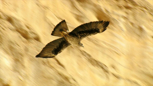 MS TS以色列内盖夫沙漠Sde Boker山坡上飞翔的博内利鹰(Aquila fasciata)视频素材