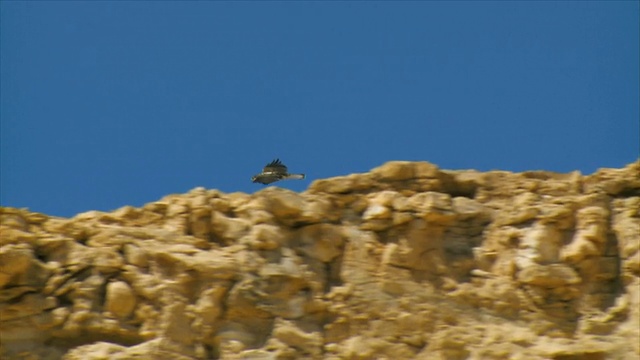 MS TS以色列内盖夫沙漠Sde Boker山坡上飞翔的博内利鹰(Aquila fasciata)视频素材