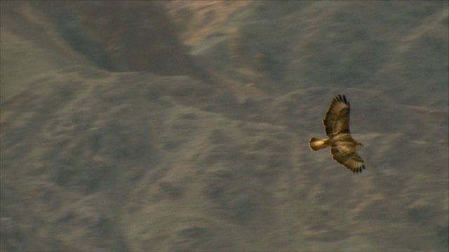 MS TS拍摄的草原秃鹰(Buteo Buteo vulpinus)起飞并在迁徙中发热/以色列埃拉特山脉/以色列内盖夫沙漠埃拉特视频素材