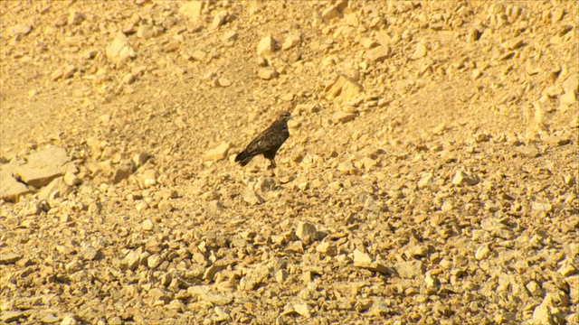 MS拍摄的草原秃鹰(Buteo Buteo vulpinus)在迁徙中起飞和升温/以色列埃拉特山脉/以色列内盖夫沙漠埃拉特视频素材