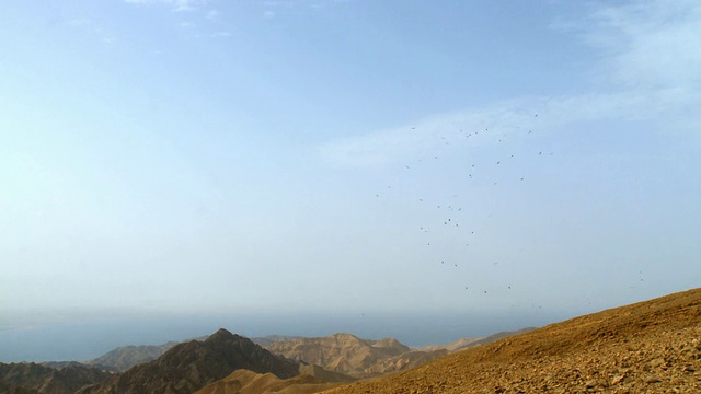 远处草原秃鹰(Buteo Buteo vulpinus)在迁徙中飞行和发热/以色列埃拉特山脉/以色列内盖夫沙漠埃拉特视频素材