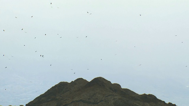 WS拍摄的草原秃鹰(Buteo Buteo vulpinus)在以色列内盖夫沙漠的埃拉特山顶上迁徙视频素材