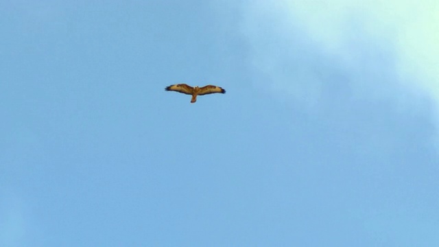 MS TS拍摄的草原秃鹰(Buteo Buteo vulpinus)正在迁徙/埃拉特山脉/埃拉特，内盖夫沙漠，以色列视频素材