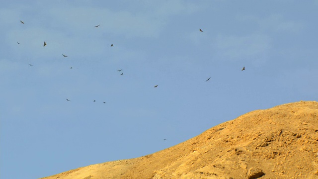 草原秃鹰(Buteo Buteo vulpinus)和黑鸢(milvus migrans)在迁徙中发热/埃拉特山脉/埃拉特，内盖夫沙漠，以色列视频素材