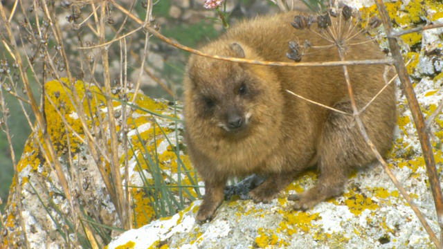 叙利亚岩兔(Procavia capensis syriacus) /格拉，戈兰高地，以色列视频素材