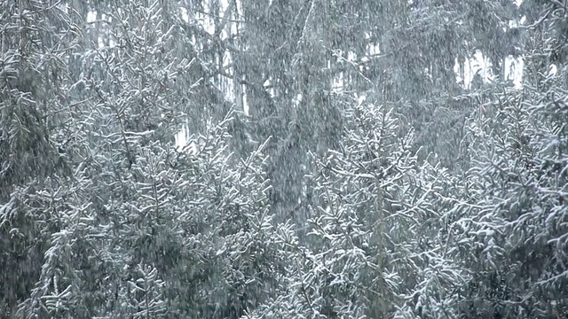 雪落在树上/高桥，新泽西，美国视频下载