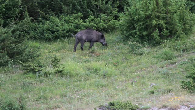 野猪在田野里吃草视频素材