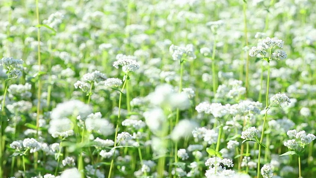 PAN一大片白花在窗外飞舞视频素材