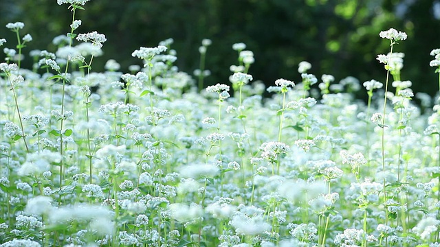 一片迎风招展的白花田视频素材