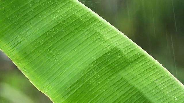 大雨中的芭蕉叶视频素材