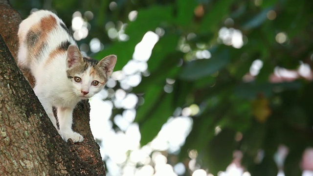 困在树上的猫，宠物救援视频素材