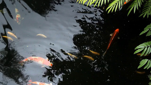 锦鲤鱼(鲤鱼)视频素材