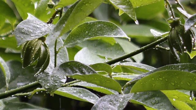 下雨视频素材