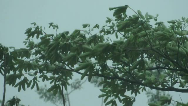 大雨视频素材