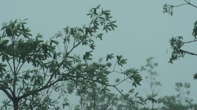 大雨视频下载