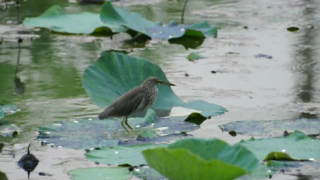 埃格特视频下载