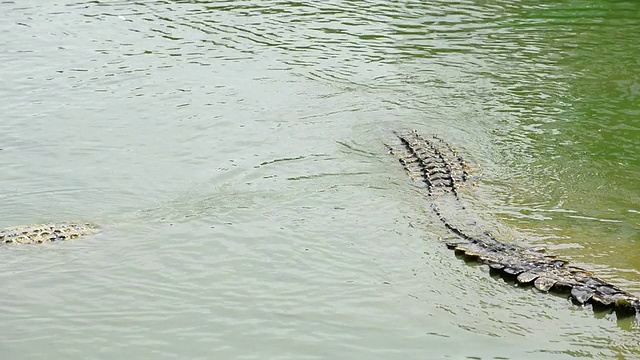 鳄鱼视频素材