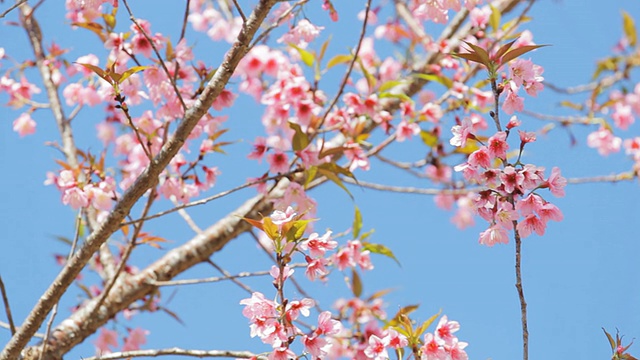 樱花视频素材