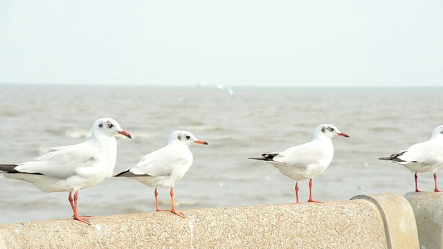 海鸥视频素材