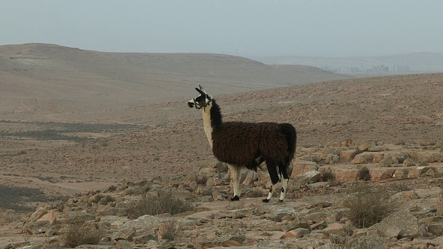 骆驼(Lama glama)在沙漠农场视频素材