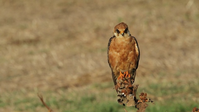 红足隼(Falco vespertinus)从树枝上飞出的成年雌隼视频素材