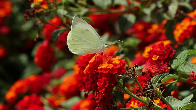 大的白色(Pieris brassicae)在红色的花视频素材