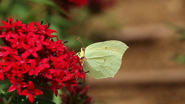 大的白色(Pieris brassicae)在红色的花视频素材