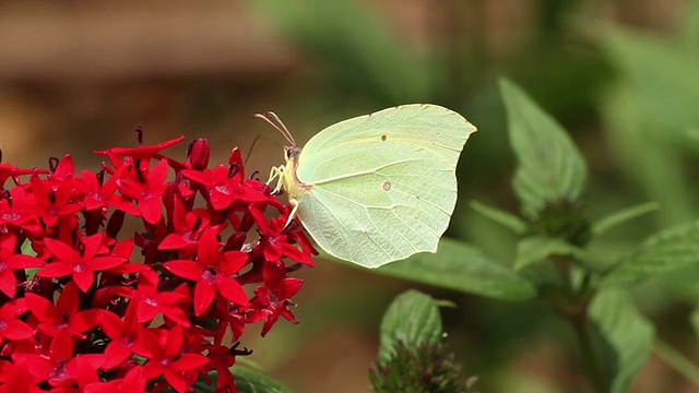 大的白色(Pieris brassicae)在红色的花视频素材