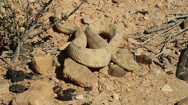 波斯角蝰(Pseudocerastes persicus)-闻到并在岩石间爬行视频素材