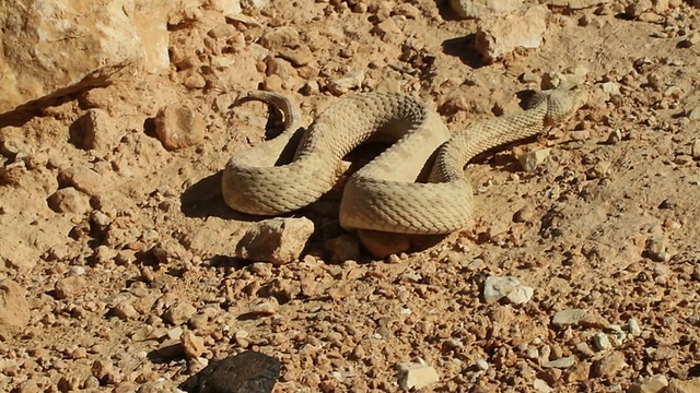 波斯角蝰(Pseudocerastes persicus)-闻到并在岩石间爬行视频素材