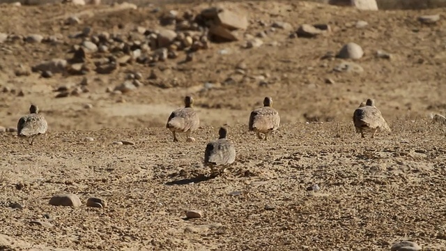 普通鸵鸟(Struthio camelus)成群地在空旷的沙漠中行走和进食视频素材