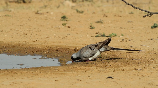 纳马夸鸽子(Oena capensis)在沙漠中饮水视频素材