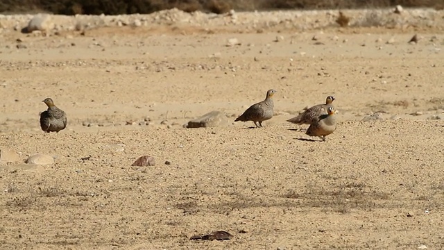 普通鸵鸟(Struthio camelus)成群地在空旷的沙漠中行走和进食视频素材