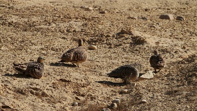 普通鸵鸟(Struthio camelus)成群地在空旷的沙漠中行走和进食视频素材