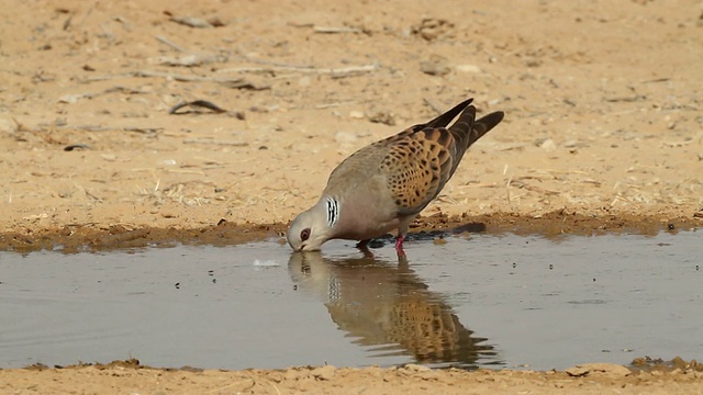 斑鸠(Streptopelia turturr)在沙漠饮水视频素材