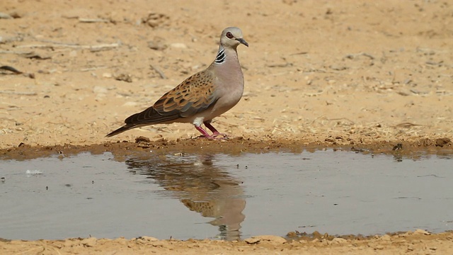 斑鸠(Streptopelia turturr)在沙漠饮水视频素材