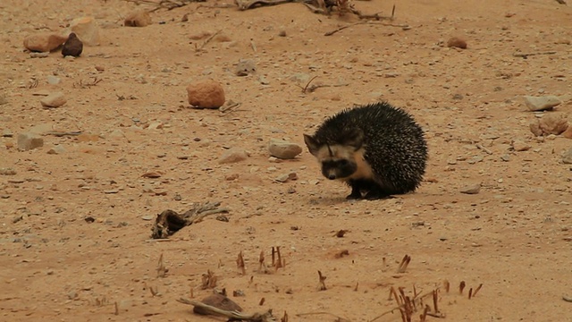 沙漠刺猬(Paraechinus aethiopicus)在沙漠中奔跑视频素材