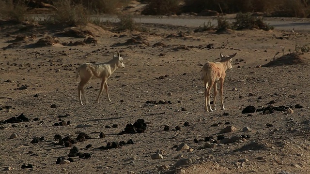 阿拉伯大羚羊(Oryx leucoryx) 2只正在行走的幼崽视频素材