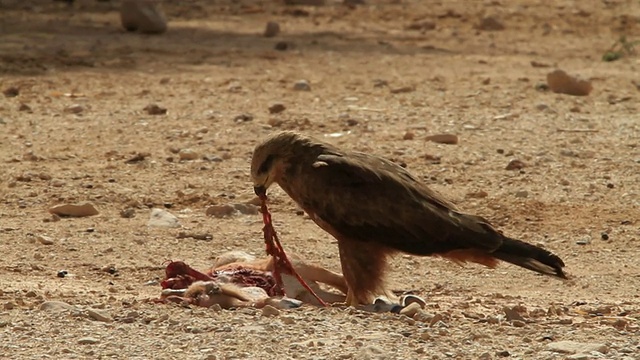 黑鸢(Milvus migrans)以年轻的金莺为食视频素材