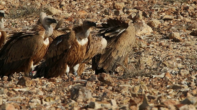 在内盖夫的欧亚大陆griffonÂ Â(黄颈菊)，以尸体为食视频素材