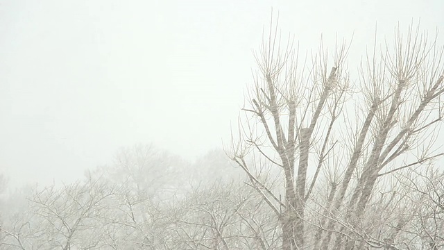 冬天下雪视频素材