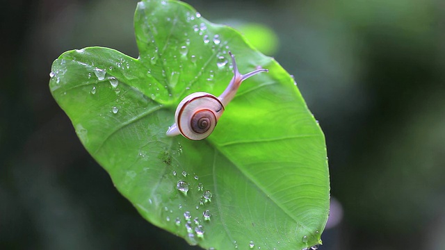 蜗牛视频素材