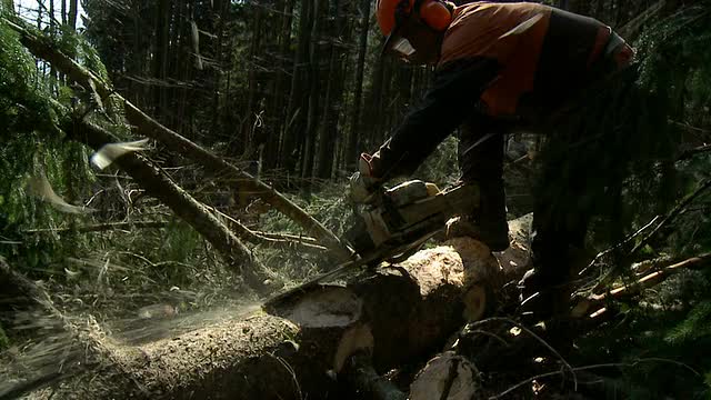 高清慢镜头:伐木工人切割树枝视频素材