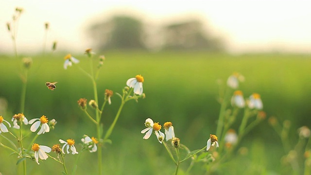 蜜蜂视频素材