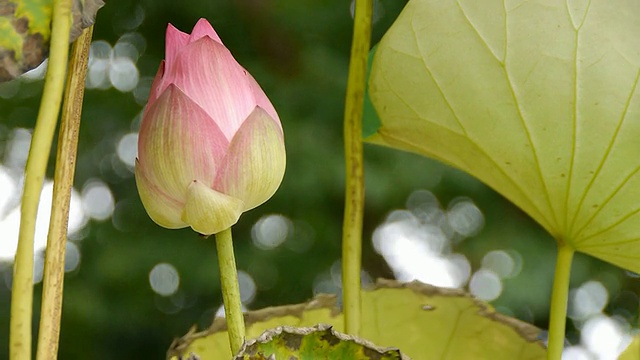 东印度莲花视频素材