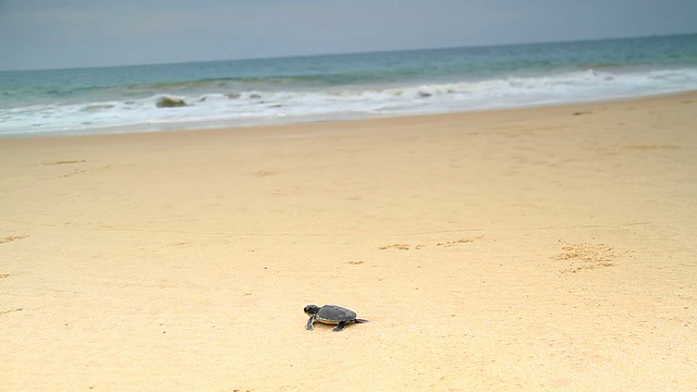 海龟视频素材