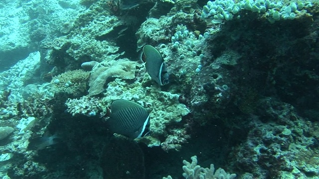 海洋生物拍摄马尔代夫男性视频素材